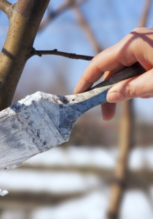 Голубые цветы: Красота и разнообразие природы