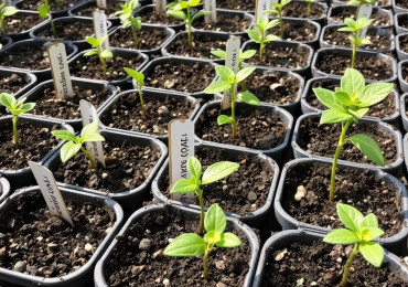 Как выбрать и правильно посадить саженцы плодовых растений, чтобы сад жил и радовал