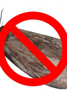 Борьба с Молью от Специалистов “Марафет”