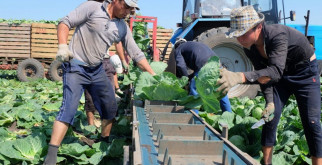 Нитрофоска: Ваши секреты к здоровому саду и огороду