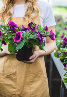 Как правильно подвязать помидоры: секреты и советы для начинающих садоводов