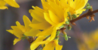 Форзиция посадка и уход