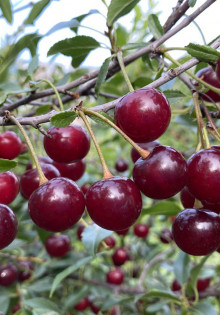 Магия укоренения: пошаговое руководство по черенкованию петуний