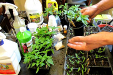 Улучшение роста и урожайности: как выбрать правильное удобрение для растений