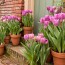 Секреты выбора и ухода за тюльпанами: как создать великолепный сад с цветущими цветами