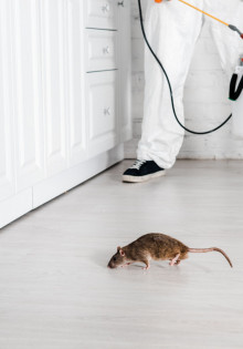 Как осуществляется уничтожение грызунов СЭС