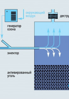 Как правильно подкормить чеснок весной: секреты успешного урожая