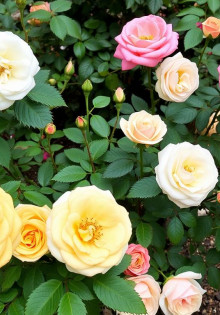 Популярные сорта роз-шраб: красота и выносливость в саду