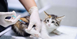 Вакцинация кошек: какие основные прививки необходимы животным