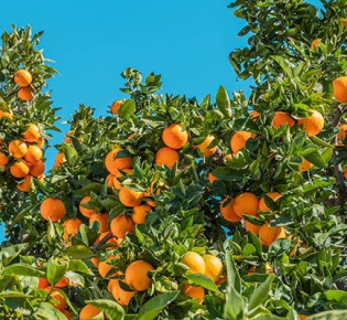 Сортовое разнообразие апельсинов