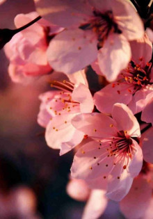 Что можно посадить под вишней