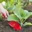 Правила выращивания капусты: как получить богатый урожай