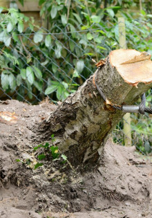 Как удалить дерево на участке?