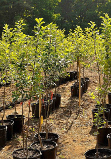 Купаты на мангале: как приготовить идеальные мясные колбаски для шашлыка