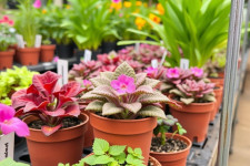 Питомники растений: как выбрать, что ожидать и чем они полезны вашему саду