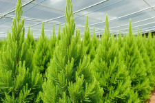 Питомник туй: как выбрать, посадить и вырастить живую стену, которая будет радовать годами