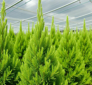 Питомник туй: как выбрать, посадить и вырастить живую стену, которая будет радовать годами