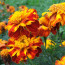 Цветы бархатцы: лечебные свойства и их использование в народной медицине