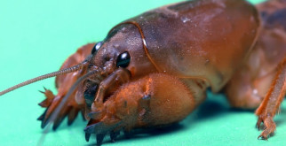 Борьба с медведкой весной