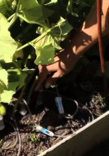 Как сохранить малину здоровой: весенние секреты борьбы с болезнями и вредителями