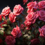 Выращивание роз на срез: секреты успешного процесса и уход за растениями