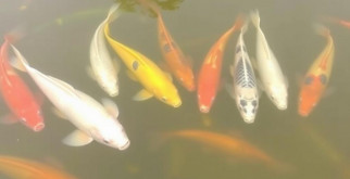 Рыбоводство: пруды, виды рыб и уход – полный гид для начинающих и профи