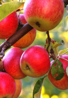 Сорняки: Теневые противники нашего сада и огорода