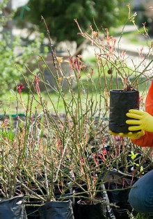Йошта: удивительный гибрид, который покоряет сердца садоводов