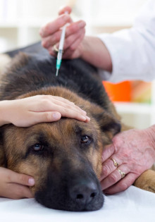 Бюджетный забор для дачи: Как выбрать, установить и обустроить