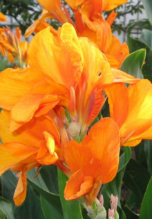 Клематис: секреты успешной посадки и ухода за роскошным садовым растением