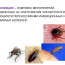 Как выполняется дезинсекция насекомых?