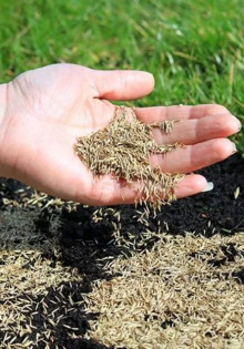 Семена газона: как правильно сажать?