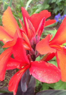 Все о рассаде баклажанов: секреты успешного роста