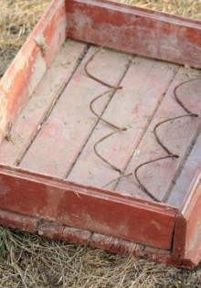 Пион тонколистный махровый: Королева сада, о которой стоит знать