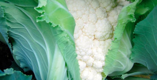 Чем кормить улиток: Питание для здоровья и роста ваших моллюсков