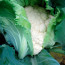 Как и где купить семена цветной капусты: полезные советы для садоводов