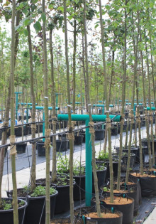 Какие саженцы выбирать в питомнике?