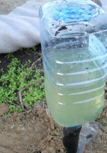 Ранункулюс: как вырастить эту красоту из клубней