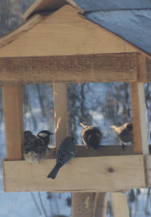 Томаты: как выбрать сорт для вашего огорода