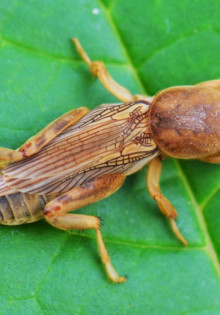 Хоста: Красота цветения и тонкости ухода за этим удивительным растением