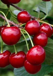 Как выбирать саженцы морозоустойчивой вишни?