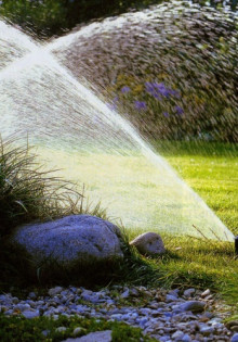 Марганцовка в саду и огороде: универсальный помощник или мастер манипуляций?