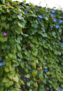 Саженцы цветов Ипомеи: особенности и правила выбора