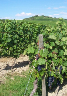 Землин: Полное руководство по применению и все, что нужно знать