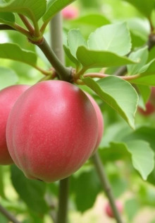 Посадка деревьев: когда и как сажать плодовые деревья, выбор сортов