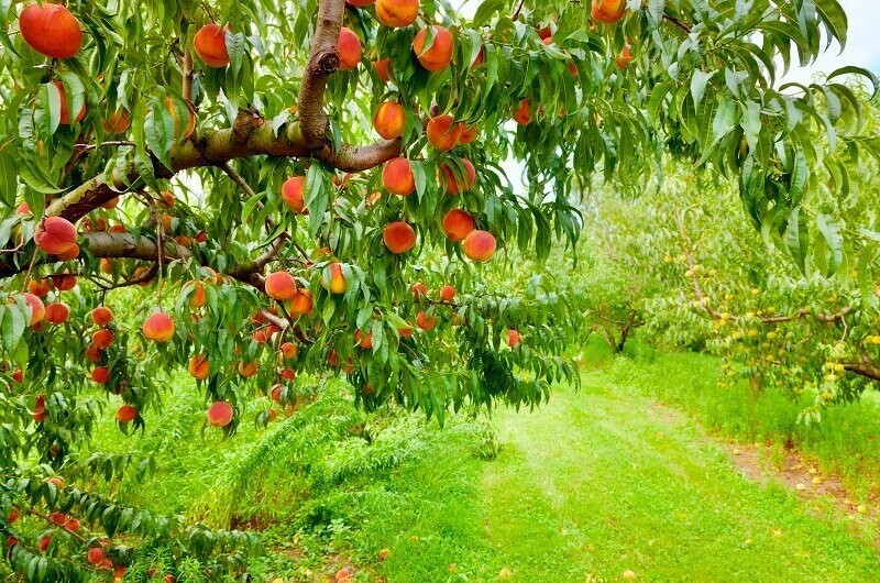 Как садоводу ухаживать за персиком?