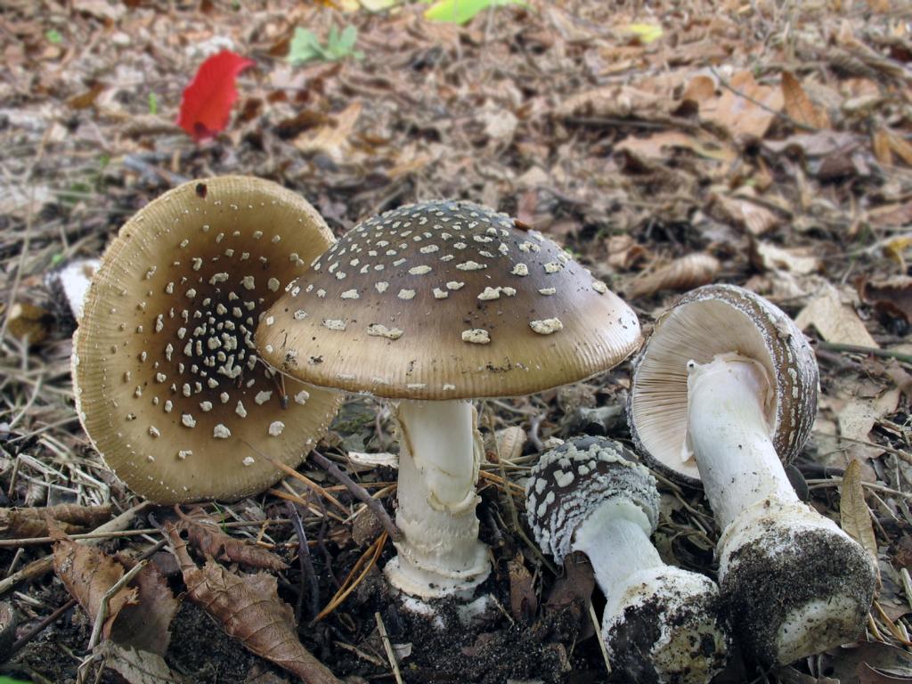 Какие грибы самые ядовитые для человека фото и название
