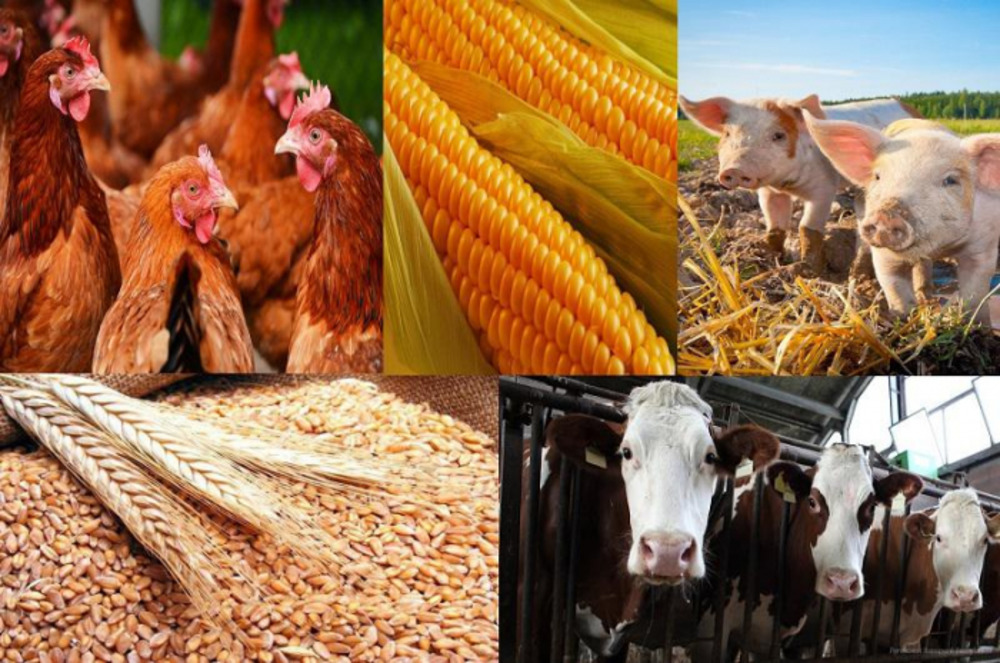 Где покупать товары для растениеводства и животноводства?