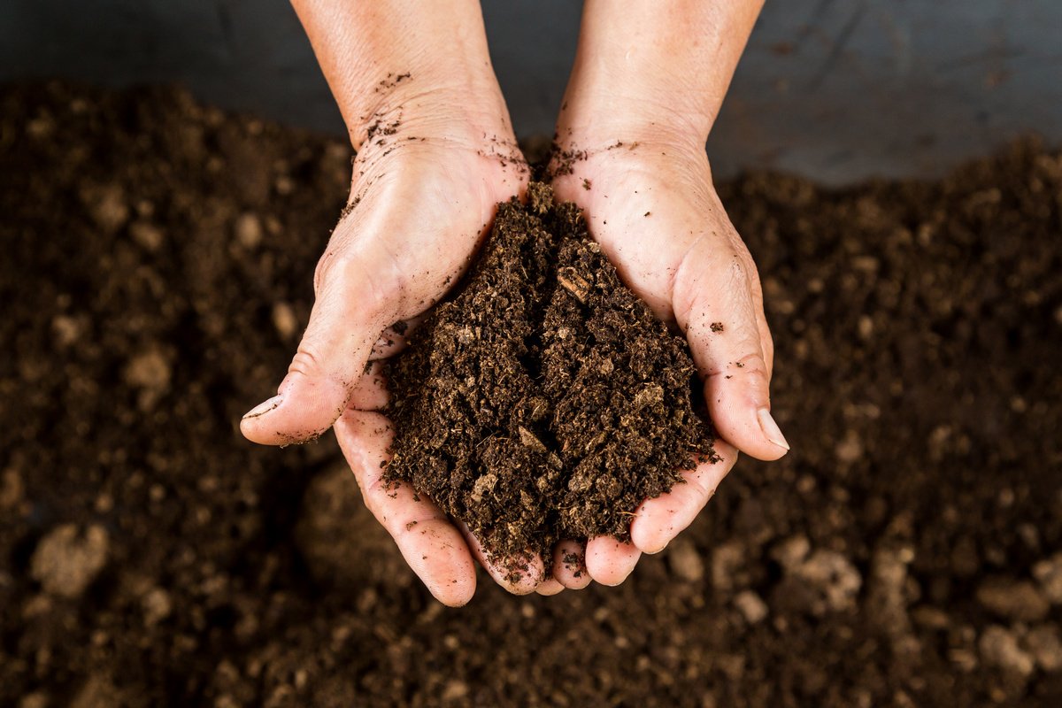 Чернозём: как купить и использовать его для улучшения почвы