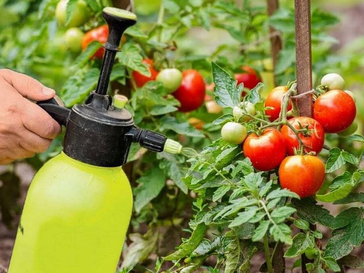 Лучшие варианты подкормки для вашего урожая помидоров